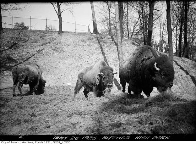 High Park Zoo In Toronto