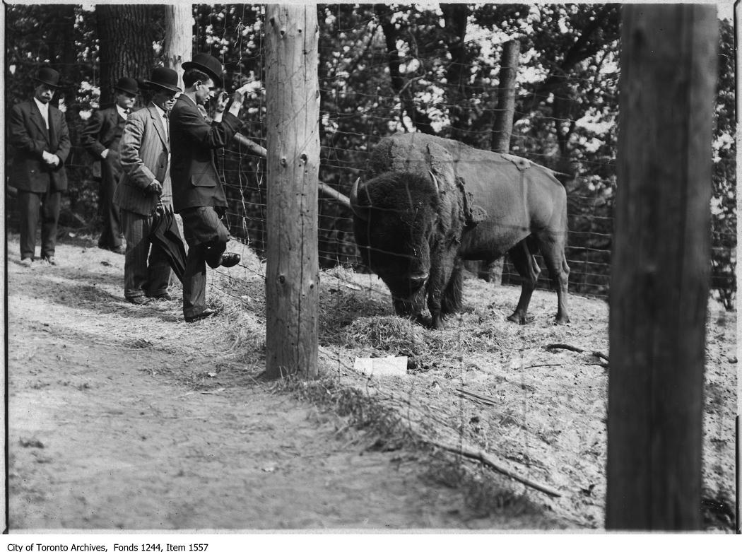 High Park zoo. - [1908?]
