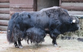 Yak