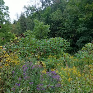 IMG_20150912_115600_hdr