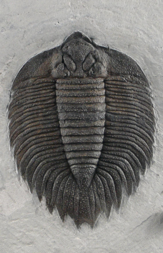 trilobite-arctinurus-boltoni-2_pinboarditemoverlay
