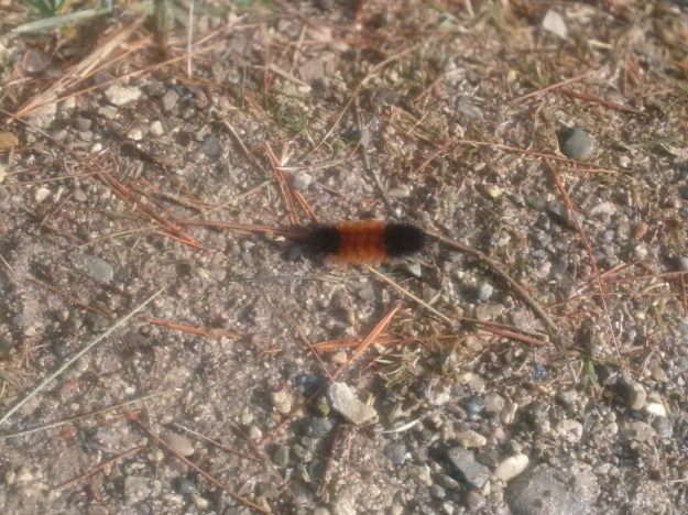 IMG_20160220_141924 (2)