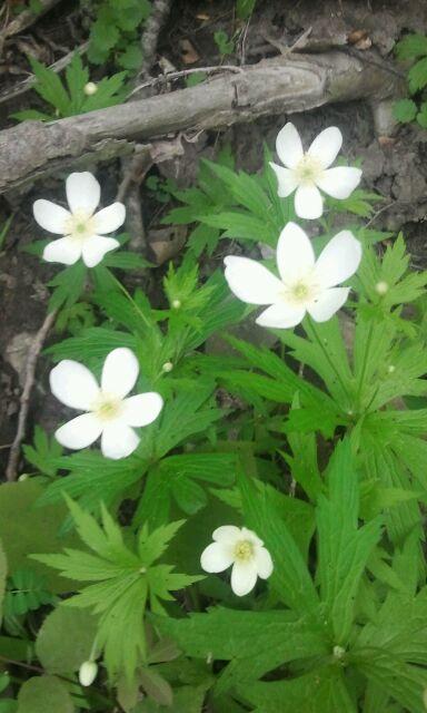 2016-05-29_16.33.27_0