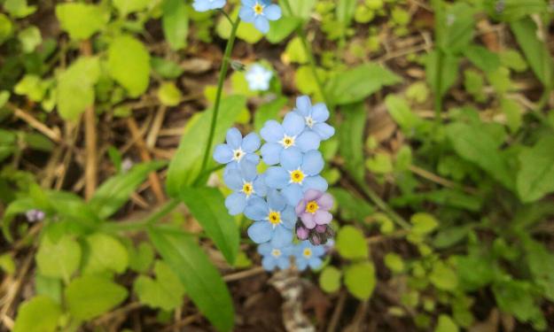 forget me not