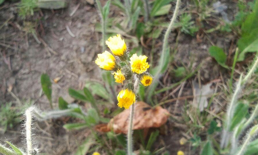 2016-06-13_08.50.38_0