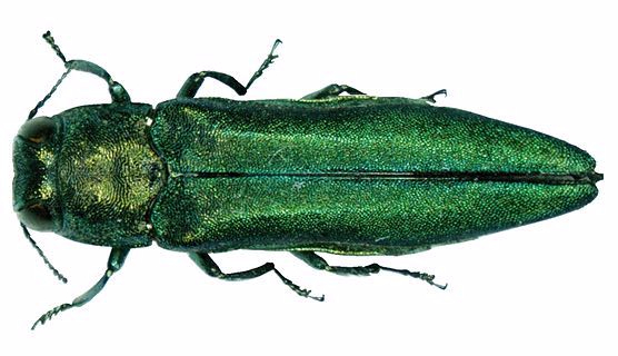 agrilus_planipennis_001.jpg