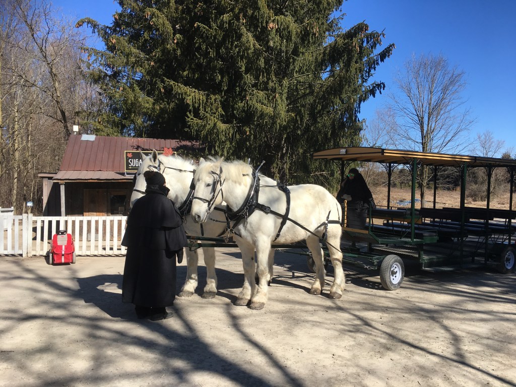 Maple Syrup Festival At Kortright Hiking the GTA