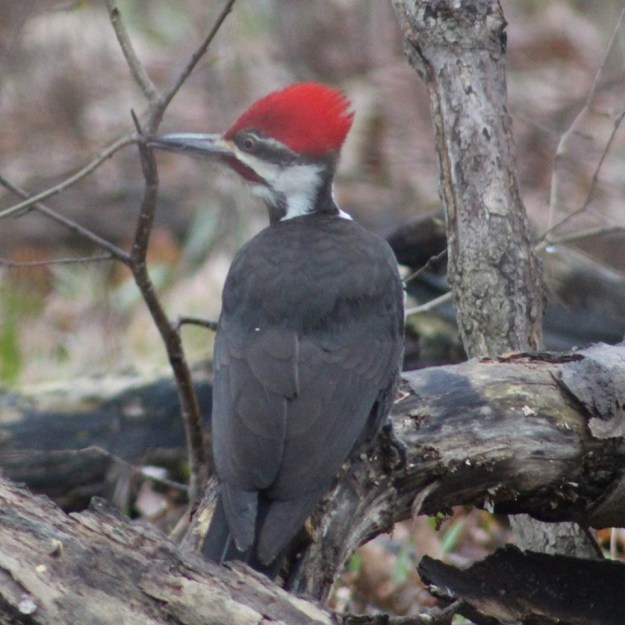 pileated