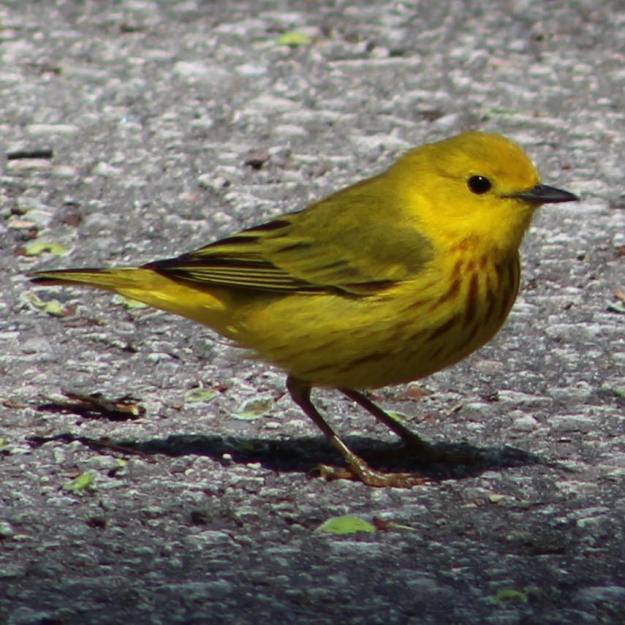 Yellow Warbler