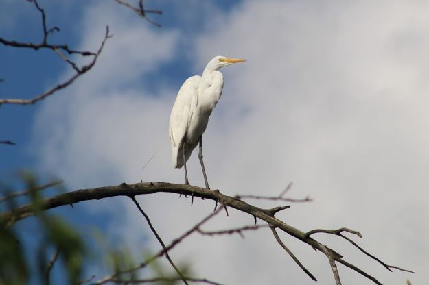 egret