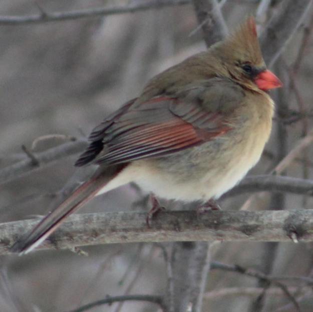 female cardinal