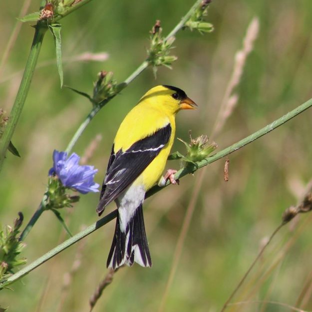 goldfinch