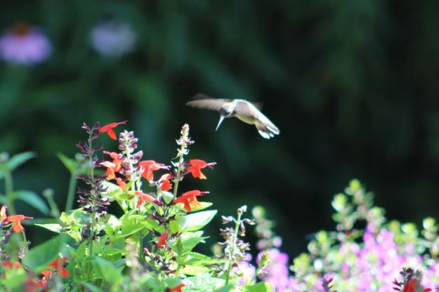hummingbird