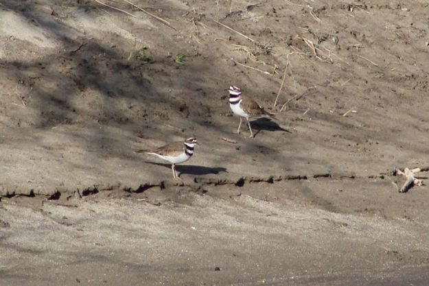 killdeer
