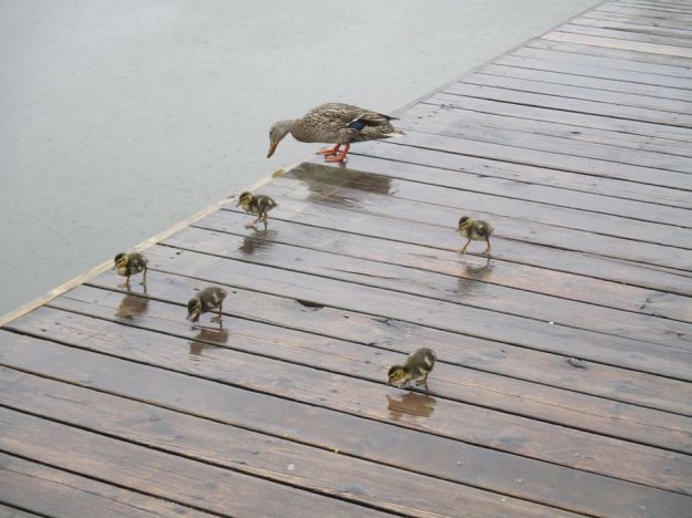 mallard ducklings