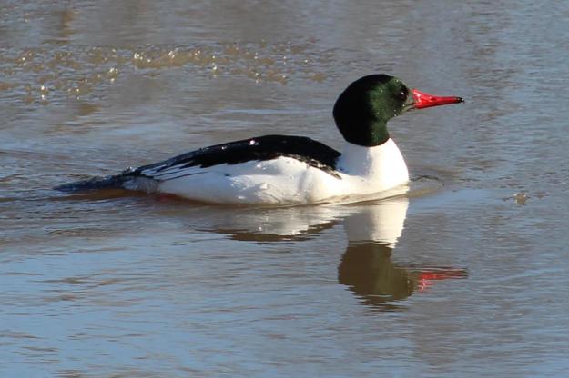 merganser