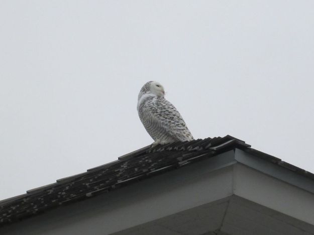 Snowy Owl
