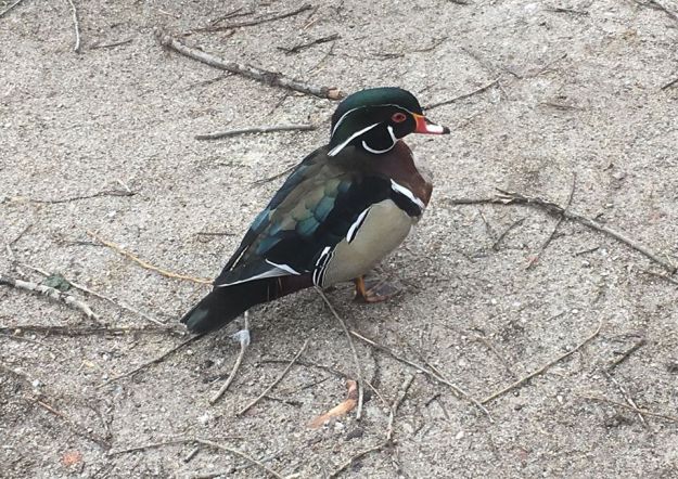 wood duck