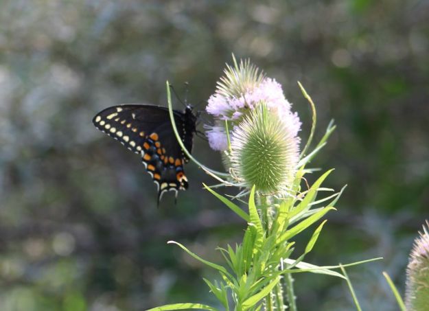 Black Swallowtail