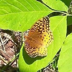 Great Spangled Fritillary