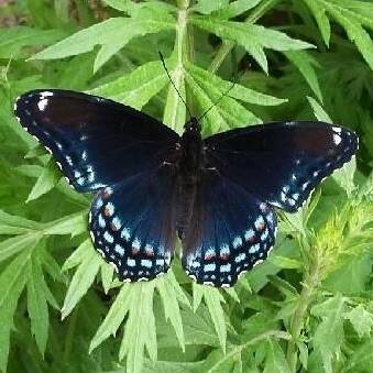Red Spotted Purple