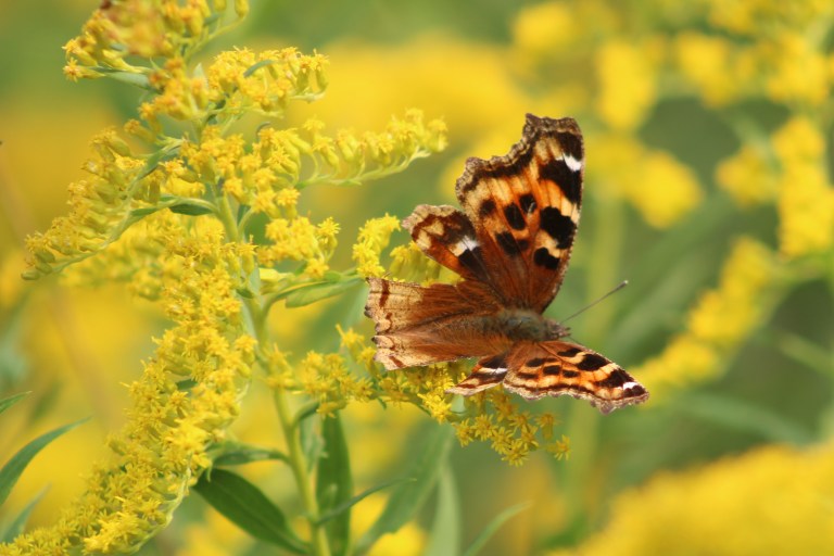 Bindertwine Park Hiking the GTA